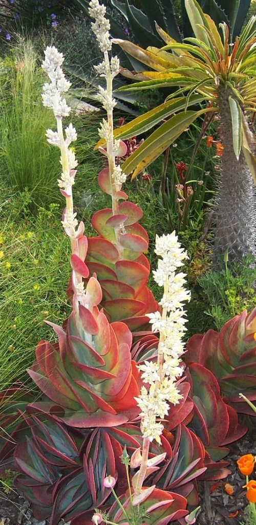 Succulent With White Flowers 6