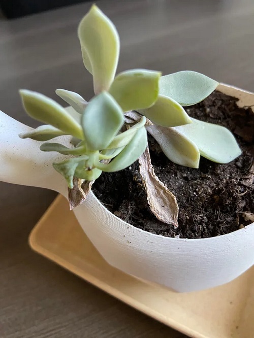 Indoor Plant Leaves Turning Black 7