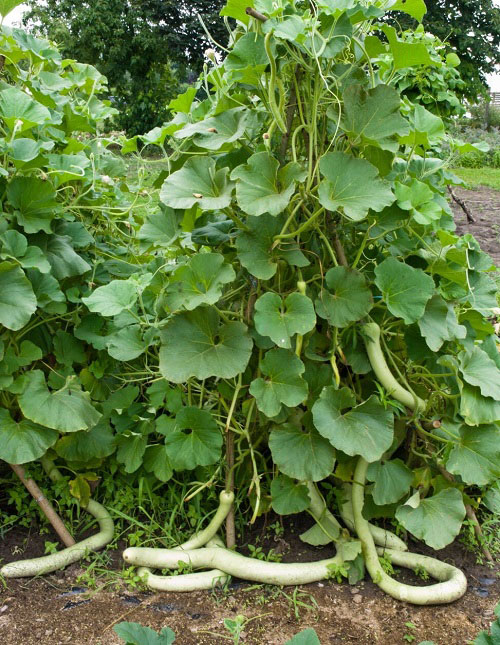 Vegetables That Look Like Cucumbers 5