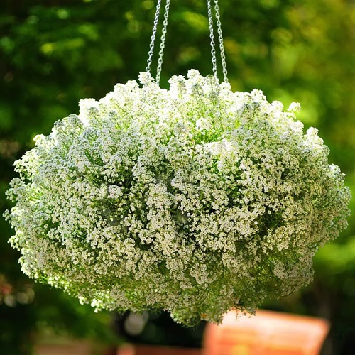 Trailing Flowers for Hanging Baskets 15