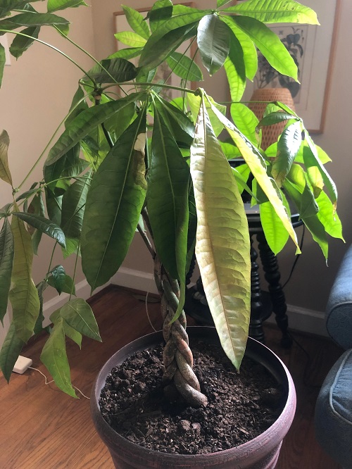 Money Tree Leaves Turning Yellow 6