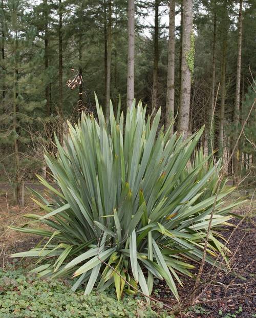 Plants Similar To Yucca 7