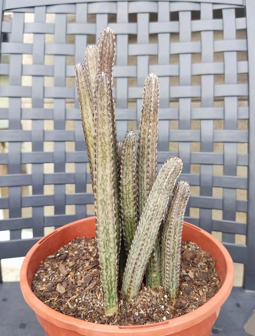 Types of Columnar Cactus Varieties 13