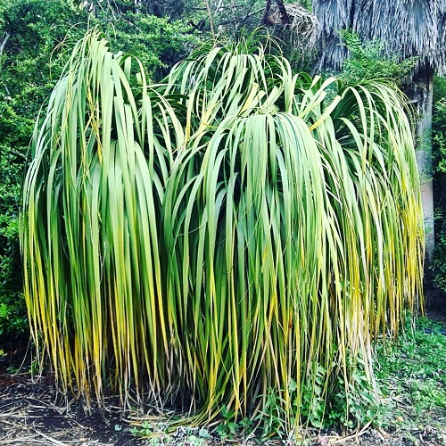 Plants Similar To Yucca 11