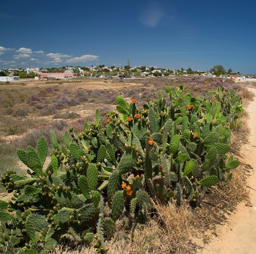 Common California Native Plants 17