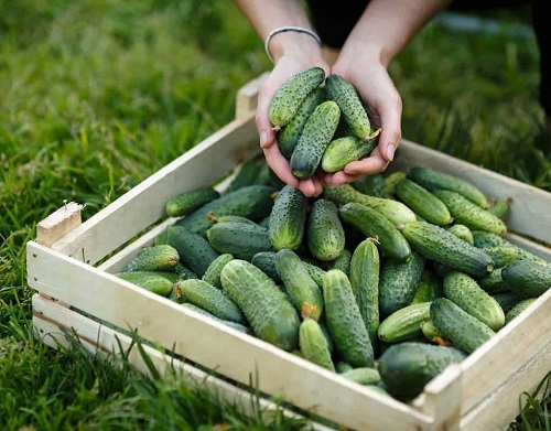 Mini Cucumber Varieties 19