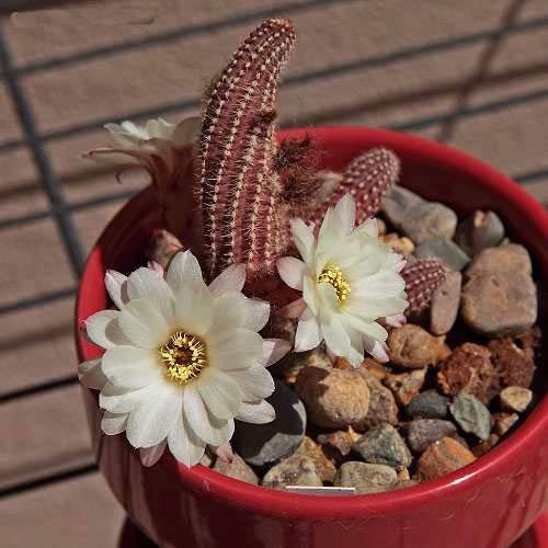 Succulent With White Flowers 13