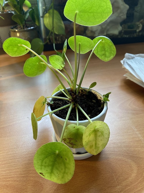 Overwatered Pilea 1