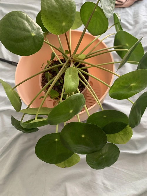 Overwatered Pilea 4