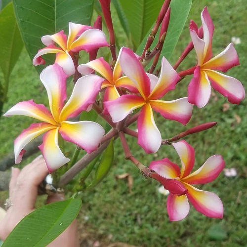 Types of Plumeria Varieties 6