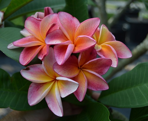 Types of Plumeria Varieties 1