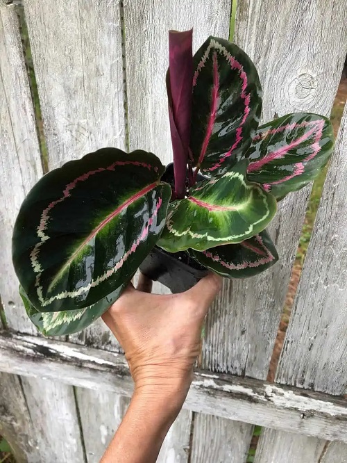 How to Grow Calathea Roseopicta 2