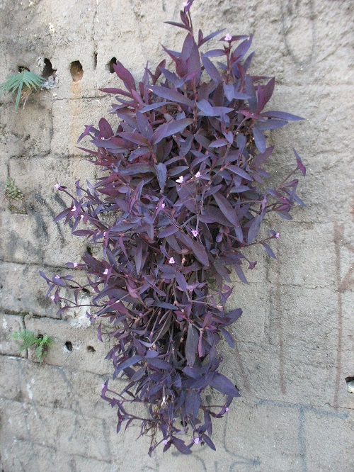 Trailing Flowers for Hanging Baskets 17