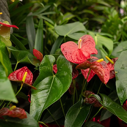 Red Peace Lily