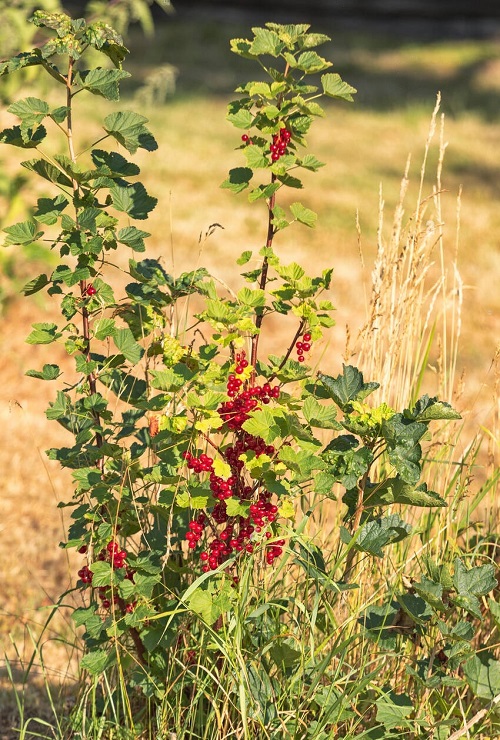 Common California Native Plants 21