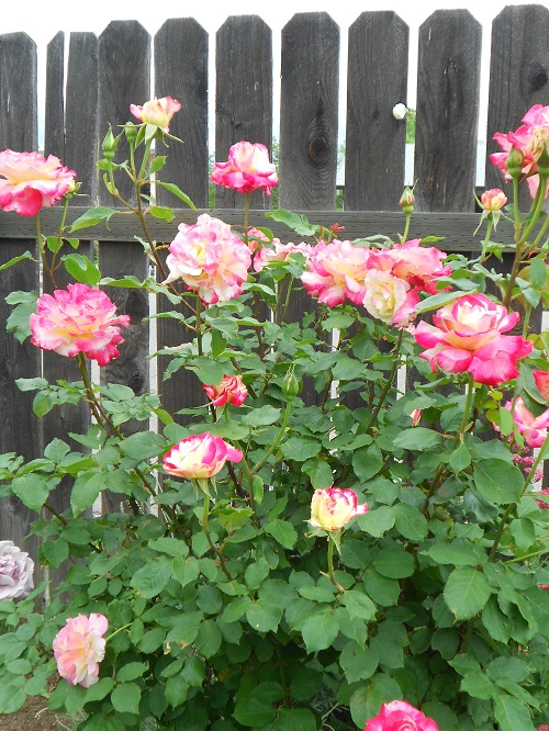 Long Stem Roses 7