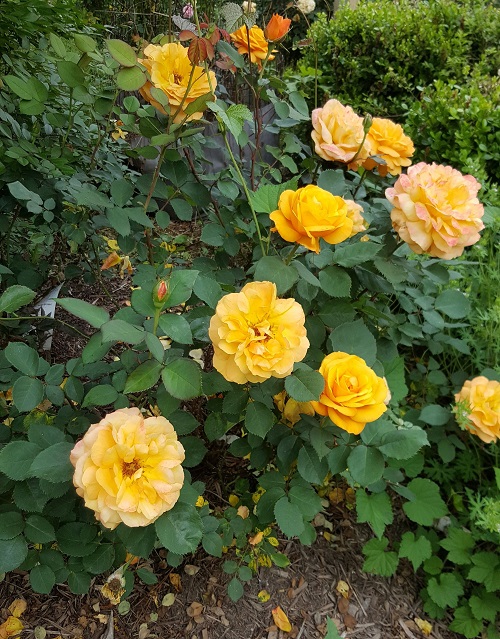 Yellow Rose Meaning 8