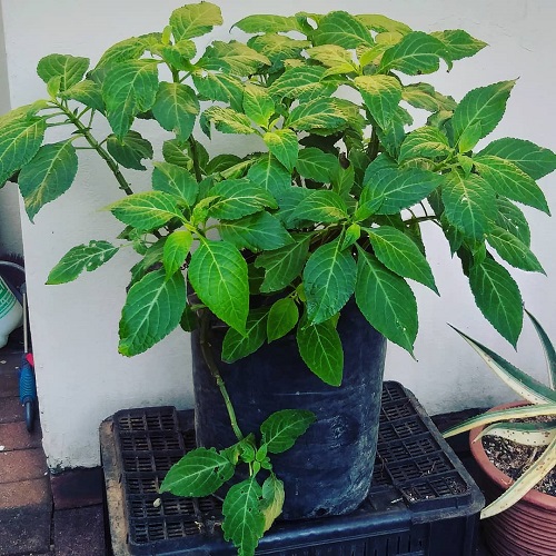 Salvia Divinorum