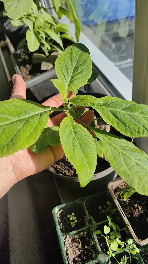 Salvia Divinorum 3