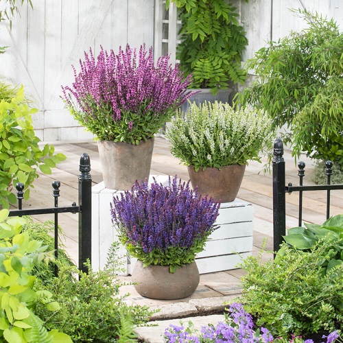 Growing Salvias in Pots 2