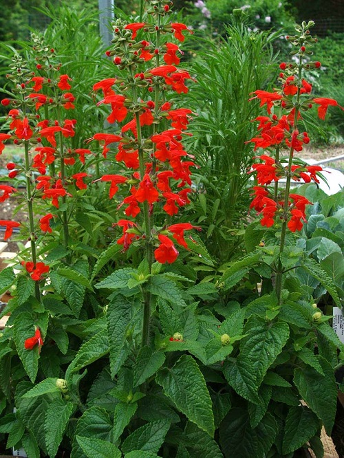 Types of Salvias 39