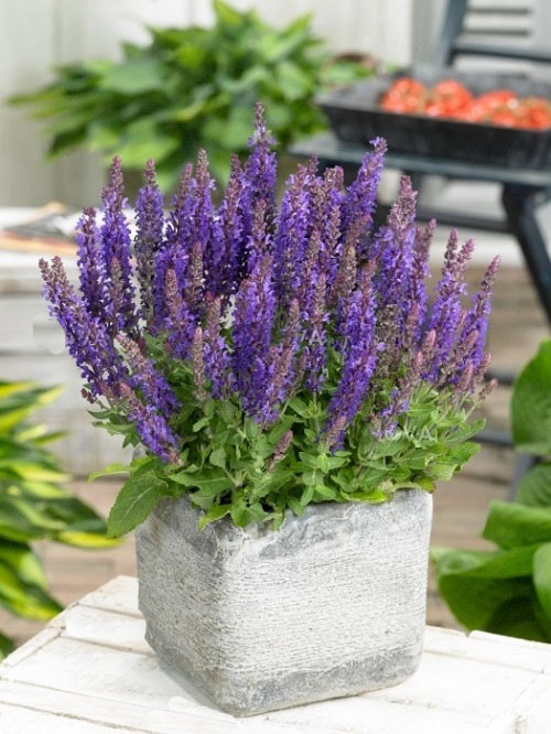 Growing Salvias in Pots