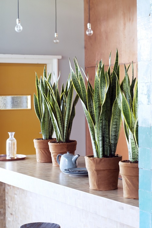 Best Large Indoor Plants-Snake Plant