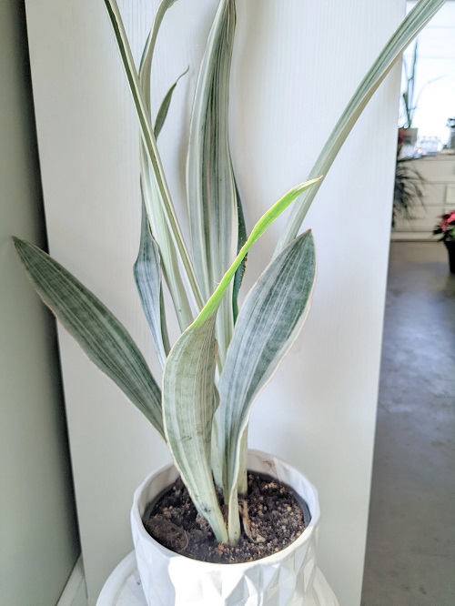 White Snake Plant Varieties 6