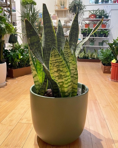 Sansevieria Wintergreen 3