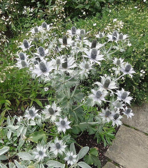 Eryngium Varieties 5