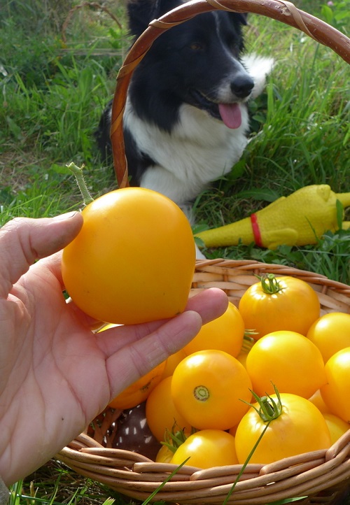 Tomatoes For Sandwiches 1