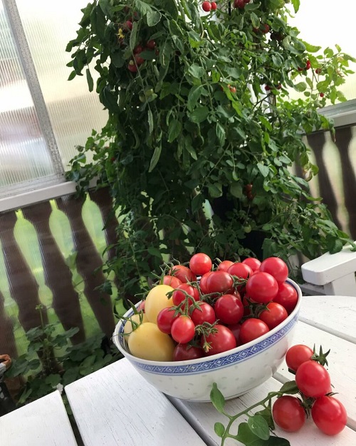 Tomatoes For Sandwiches 3