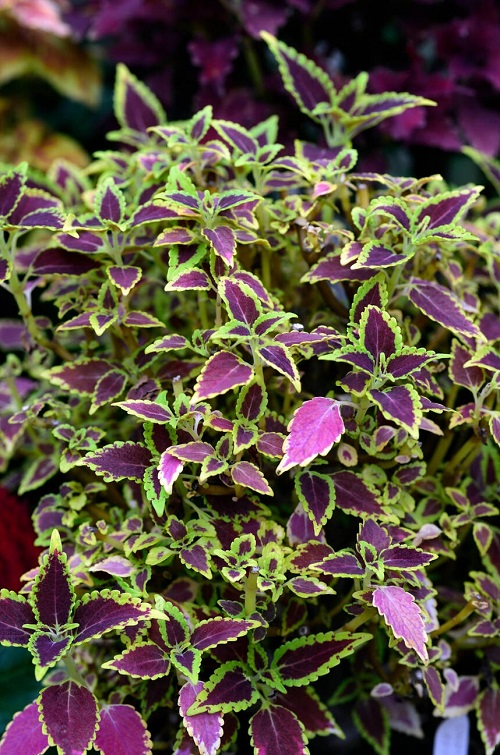 Purple Coleus Varieties 3