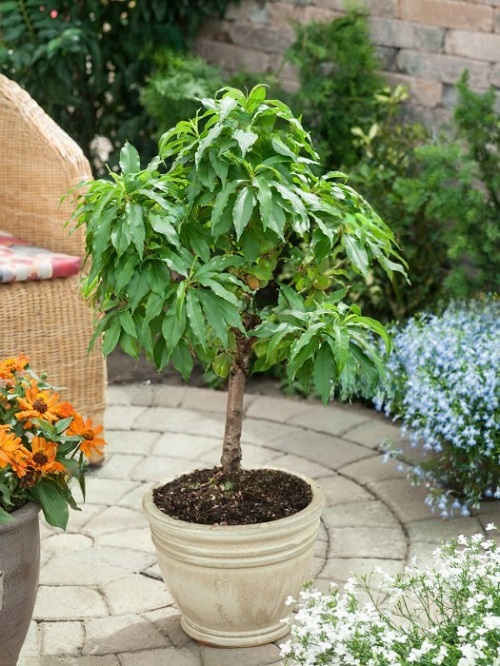 Dwarf Fruit Trees Under 6 Feet 14