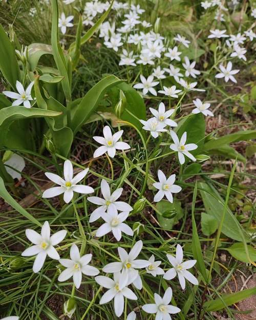 Star of Bethlehem Flower 2