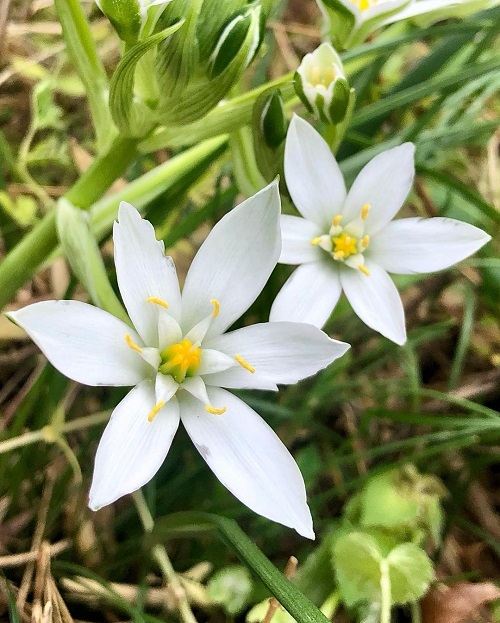 Star of Bethlehem Flower