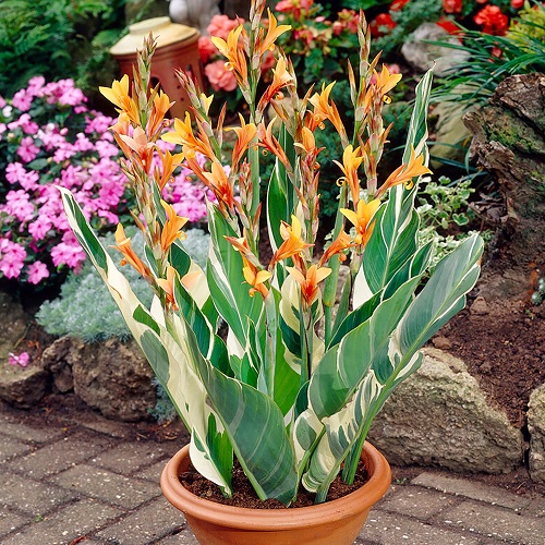 Tall Canna Lily Varieties 11