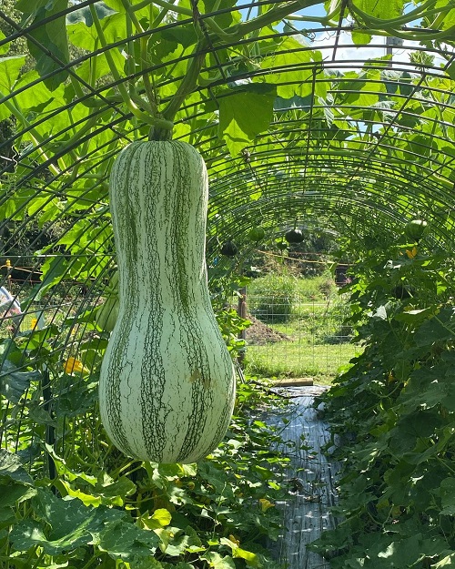 Vegetables That Look Like Cucumbers 1