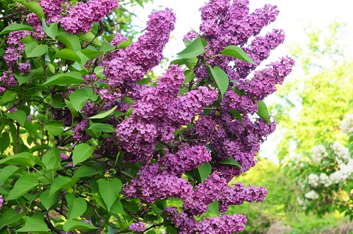 Best Lavender Flowers 