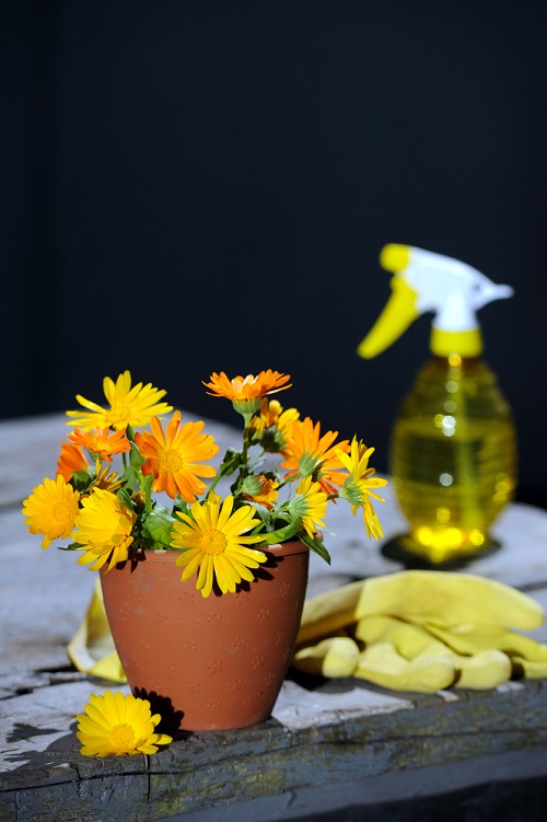 What Does Calendula Smell Like 2