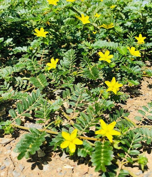 Flowering Herbs 27