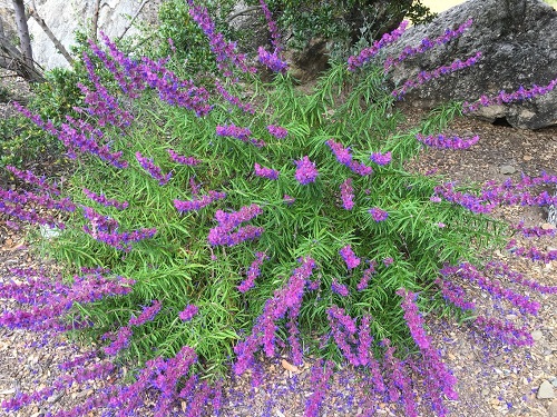 Common California Native Plants 12