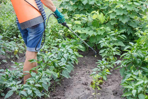 Tips to Grow Tastiest Bell Peppers 2