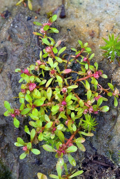 Water Purslane red wine