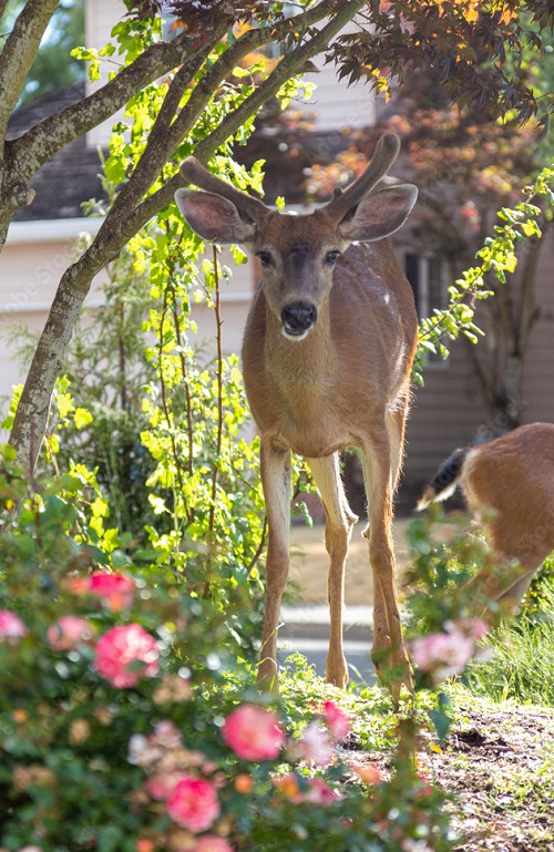 Do Deer Eat Geraniums 2