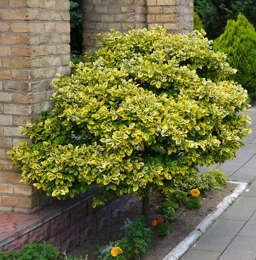 Low Maintenance Evergreen Shrubs 51