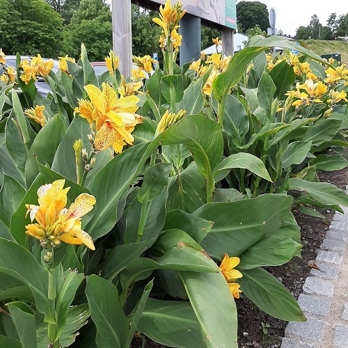 Tall Canna Lily Varieties 1