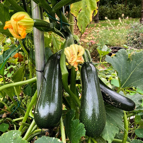 Vegetables That Look Like Cucumbers 3