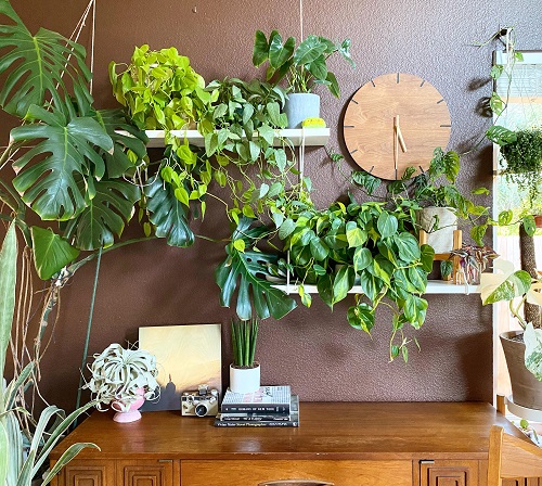 What and When is National Houseplant Day