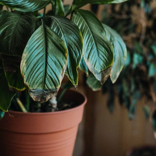 Indoor Plant Leaves Turning Black 3